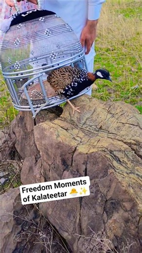 Black Partridge Out of Cage and Loving It 💃 | #partridges #birds #blackfrancolin