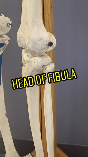 Understanding the Fibula and Its Anatomy
