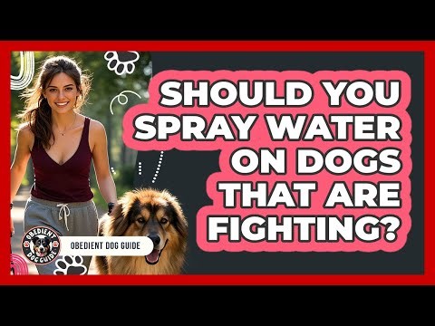 Should You Spray Water On Dogs That Are Fighting?