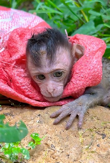 Monkey Friends on Reels