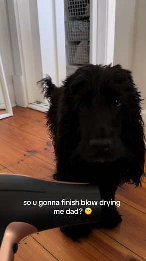 Pepper on TikTok