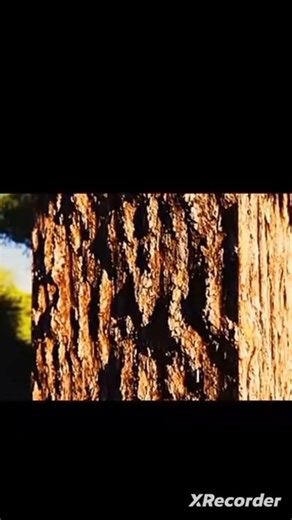 Minecraft realistic shaders