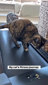 Cinnamon and her fitness journey 😂 | Ginger and Pepper