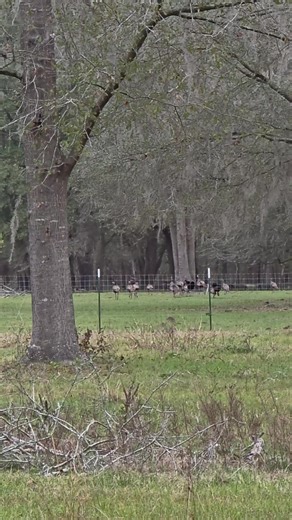 Handsome the Bull almost nudged me into the barbed wire fence to get head scratches 😒 My parents wanted a friendly bull and I'd say he's aggressively friendly 🙄 There are way worse things.
