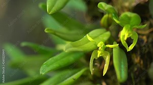 Bulbophyllum lasiochilum alba on the mighty tree, The species orchids is Bulbophyllum lasiochilum alba from Thailand on nature background, selective focus and free space for text.