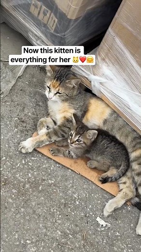 Someone abandoned this cute cat || cutest kitten with her baby || kitten rescue from forest 🐱❤️🤗