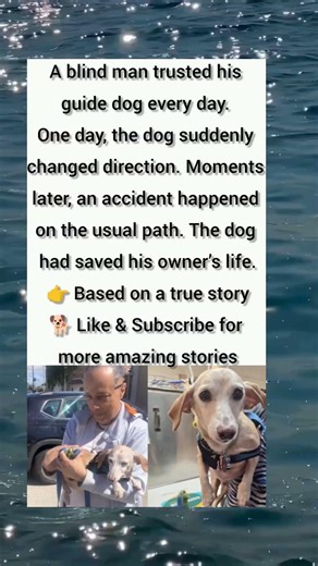 A Guide Dog Saved His Blind Owner’s Life 🐕❤️ | True Storytime #youtubeshorts #viral #shorts #love