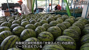 大栄スイカ：シャリっと夏を味わう　鳥取
