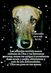 Los animales somos tus hermanos menores y criaturas de Dios ¡ayúdanos! | Cosas bellas de la vida by Lily