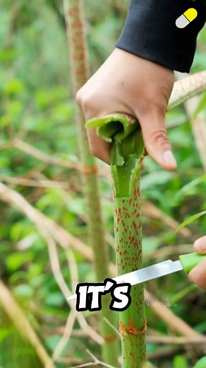 Japanese Knotweed: Invasive Menace or Survival Superfood?! 🌱😱 #JapaneseKnotweed #InvasiveSpecies #SurvivalTips #HerbalMedicine | Wild Capsule