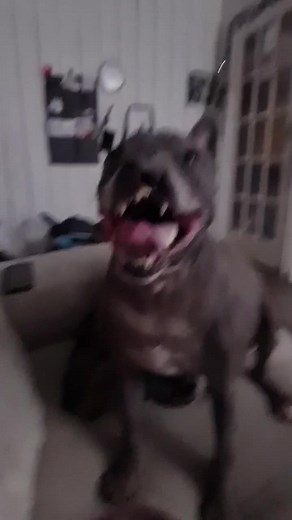 afternoon rough play = sleepy snuff #tiktokpoll #kevincares2018 #obsessed