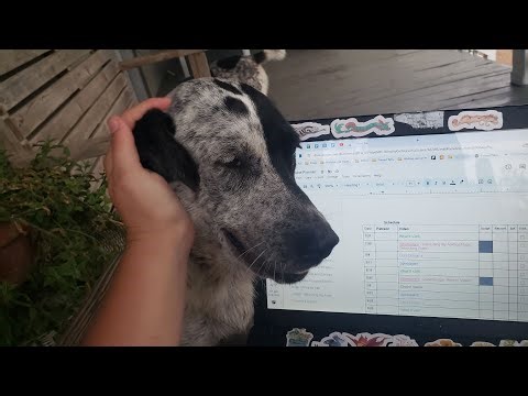 Look at my DOGS 🤗🥰 also an Artfight update