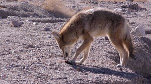 Wolf, Wildlife, Wild. Free Stock Video