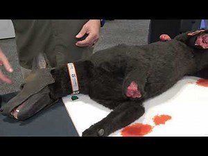 TacMed Solutions Demo from IMSH 2025 Exhibit Hall by HealthySimulation.com