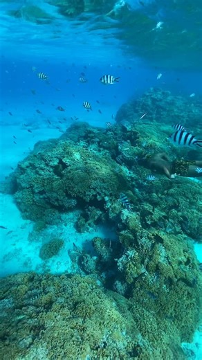 Best CAPTION wins ! They say it’s aggressive because it shows its teeth. It’s not. It’s breathing. The Green Moray (Gymnothorax funebris) doesn’t chase chaos it waits for precision. A scaleless body coated in protective mucus. Recurved teeth built to lock in. A second set of jaws that finish what the first started. Engineered by pressure. Perfected by the reef. This isn’t a villain. This is evolutionary design at its sharpest. Respect the hole in the reef. Respect the predator that holds it down