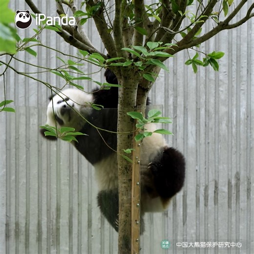 Brave panda loves challenges and strives to conquer every tree. (Ying Hua’s cub) #HiPanda #PandaTime #CCRCGP For more panda information, please check out: http://en.ipanda.com | iPanda