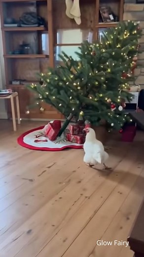 chickens chasing the cat 🐈🐔 | Glow Fairy