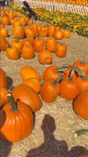 A Day at Pumpkin Patch, Morgan Hill #wanderlust #fun