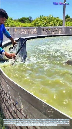 Cosecha de pescado en verano: recogiendo los frutos de la acuicultura