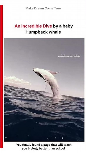 🐋 An Incredible Dive by a baby Humpback Whale 🌊 | MDCT