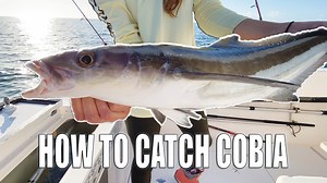 411K views · 345 shares | How to Catch Cobia + Insane Shark Frenzy...
