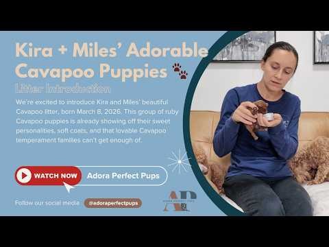 Kira + Miles’ Adorable Cavapoo Puppies 🐾 | Ruby Cavapoo Litter Introduction