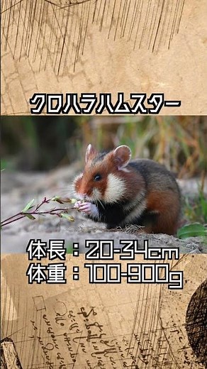 Cute! The world's largest hamster, the black-bellied hamster