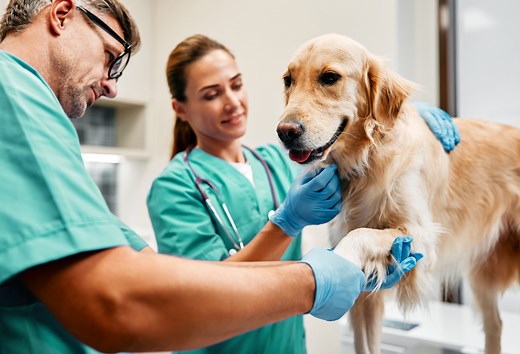 AAHA Standards of Accreditation