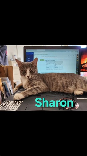 Good morning!! Here is our adoption line up for the weekend!! All are free roaming the shop, sweet as can be, playful and funny. Bring your carriers and come adopt a kitty today!! | Bail For Tails Rescue, NC