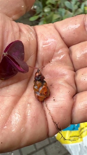 🪴 Oxalis triangularis – Butterfly Plant "Effect" seedling