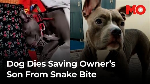 Dog saves family from snake, dies after 36-hour fight