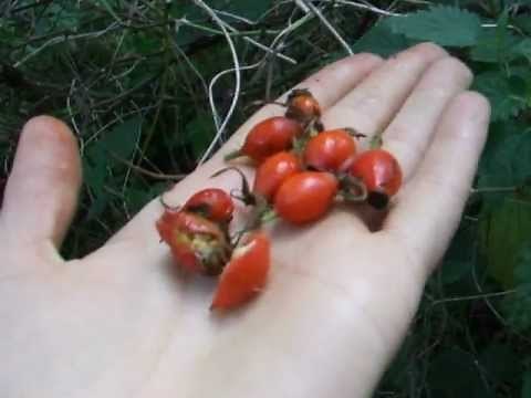 Rose hips: free vitamin C - and how to make itching powder :)
