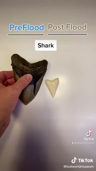 Comparing Preflood World to Post Flood: Effects and Changes