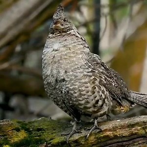 12K views · 735 reactions | The Ruffed Grouse旅 Get your motor running!!. #ruffedgrouse #photoblindlif #grouse #wildlifephotography #birdphotograph #drumming @lydebug | Nature's Rich Palette | Facebook