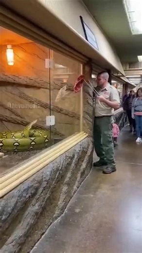 Massive Python Breaks Glass Exhibit at Metropolitan Zoo
