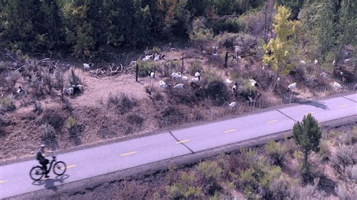 'Goats at Work': Green Alternative to Herbicides in Colorado