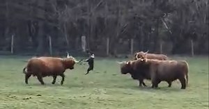 Shocking footage shows out-of-control dog savagely attack Highland cows
