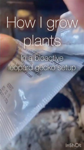 Growing Plants In a Bioactive Leopard Gecko Enclosure | Part 1
