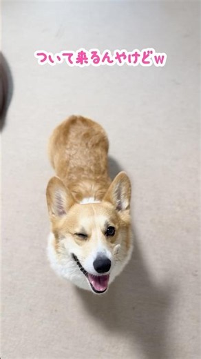 か…悲しい😭 #コーギー #corgi