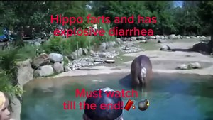 Hippo has explosive diarrhea 💣💣🧨🧨 #hippopotamus #funny #pooping #round #big #viral #dontletthisflop #tiktokdontletthisflop