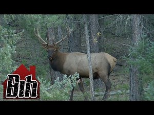 Blade Savvy - Ep 4: Elk Deboning