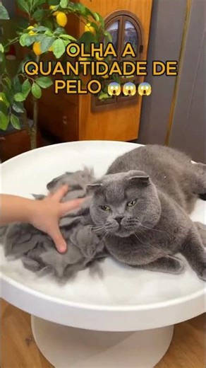 Achadinho - Escova SteamPet