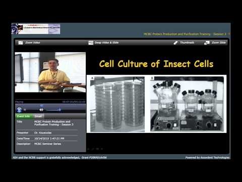 Expression and Purification of Recombinant Proteins Using the Baculovirus/Insect Cell Culture System
