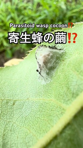 Parasitoid wasp cocoon⁉️/寄生の繭⁉️