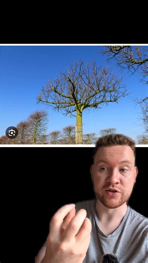 Ophiopogon planiscapus ‘Nigrescens’ Also known as black mondo grass, this eerie little evergreen perennial looks like it’s been conjured straight from a witch’s cauldron. Its jet-black, strappy leaves create an inky carpet that gleams under moonlight, giving off a hauntingly beautiful contrast against paler plants. In summer, delicate lilac flowers appear almost ghostly against the dark foliage, followed by shiny black berries that seem to vanish into the shadows. Perfect for adding a touch of g