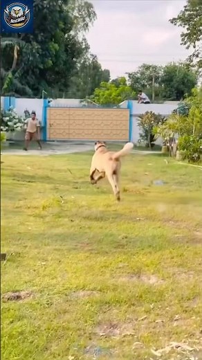 Kangal Dog Attacks Caught on Camera!"