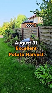 1.6M views · 28K reactions | Excellent potato harvest. I won't claim...
