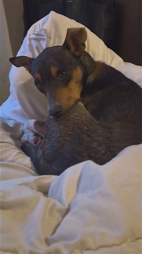 Silly sausage #adoptdontshop #tailo #dogs