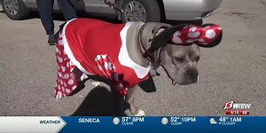 Our four-legged friends get into the Halloween spirit