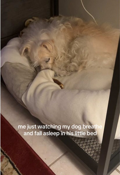 My Dog: 97% of My Camera Roll